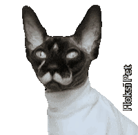 FloksiPet cat wow yes oh Sticker