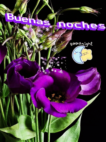 lolasurez giphyattribution buenas noches GIF