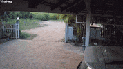 Cat Lounging On Car Roof Goes For An Unintended Ride GIF by ViralHog