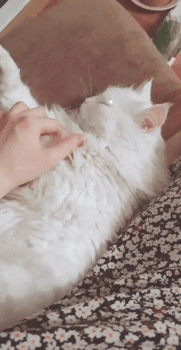 White Cat GIF