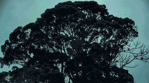 Olimactro giphyupload GIF