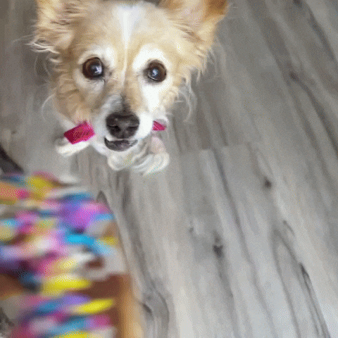 Donut Bite GIF