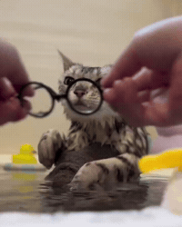 Cat Water GIF by Respective