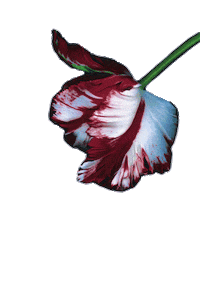 Midnight Sun Flower Sticker by bestofya