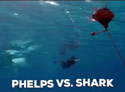 Shark Week GIF by Discovery