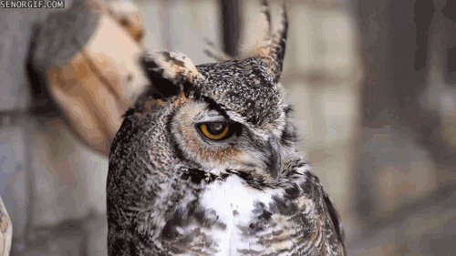 owl GIF by Cheezburger