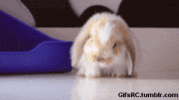 cute rabbit GIF