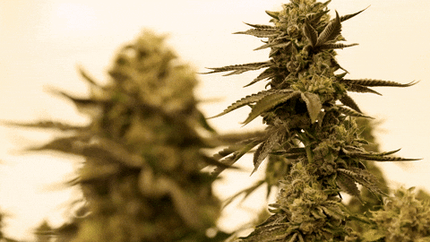 Plant Grow GIF by Exclusive Brands