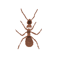 Illustration Ant Sticker