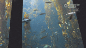 Leopard Shark Ocean GIF by Monterey Bay Aquarium