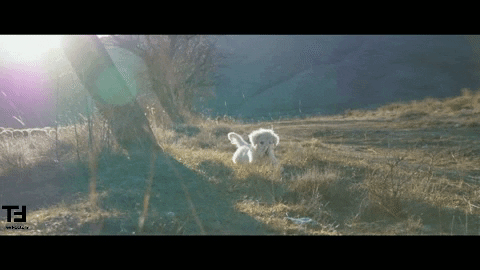Dog Smile GIF by TheFactory.video