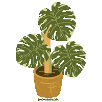 hoyabackgirl green vegan plants monstera Sticker