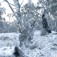 Australia One Planet GIF by BBC America