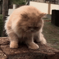 Sad Cat GIF