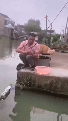 cuteanimalland giphyupload GIF