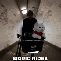 Cat Bicycle GIF