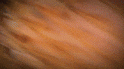 Art Celebrate GIF by Milagro Tequila