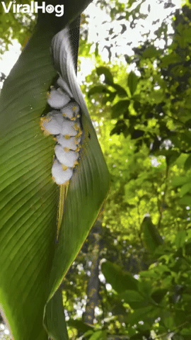 Honduran White Bats Huddled in Leaf