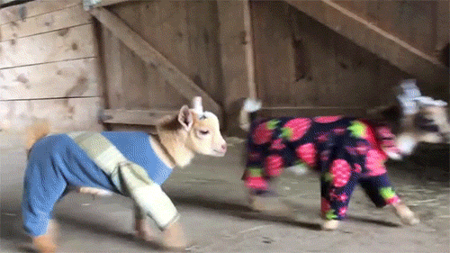 goats GIF by Digg
