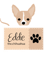 eddiethechihuahua dog dogs puppy puppies Sticker