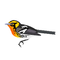 Bird May Sticker
