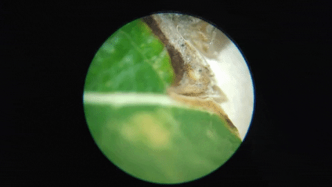 idelreyg giphyupload leaf ciencia hoja GIF