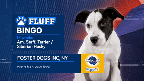 Animal Planet GIF by Puppy Bowl