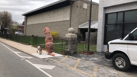 cuteanimalland giphyupload GIF