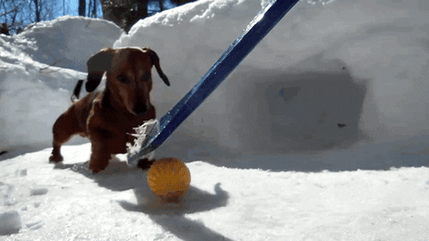 dog hockey GIF