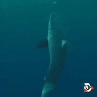 Great White Swimming GIF by Shark Week