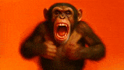 Monkey GIF by Sixt