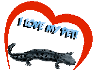 Guinea Pig Love Sticker