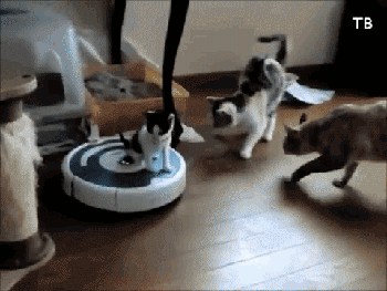 cats vacuum GIF