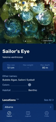 Underwater GIF by Seabook
