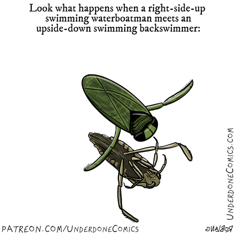 Bug Biology GIF by Underdone Comics