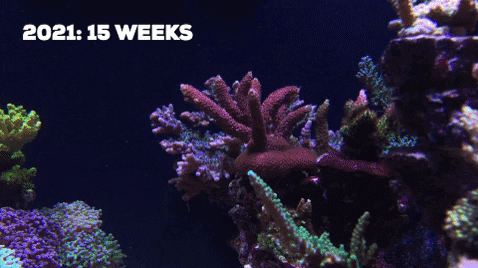 xiaoxiy giphygifmaker GIF