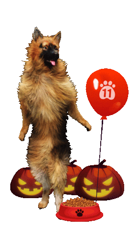 n11com giphyupload dance fun dog Sticker