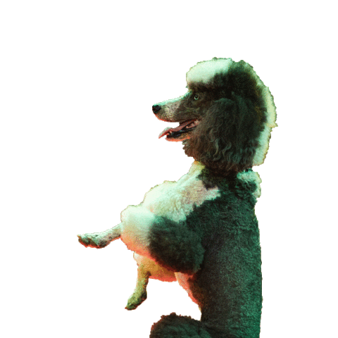 Diviska giphyupload dog animal pet Sticker