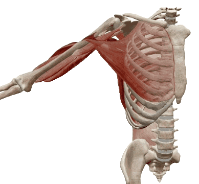 physiocentermx giphyupload physiocenter coracobraquial Sticker