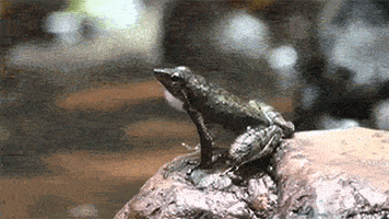 frog dancing GIF