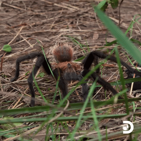 Oh My God Omg GIF by Discovery