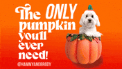 Pumpkin Spice Halloween GIF by HammyandBrody
