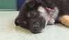 Tired Puppy GIF by Laurentian University