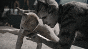 Cat Meow GIF by Cats Movie