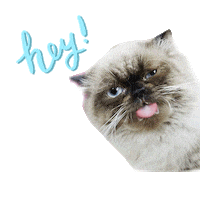 Hello Cat Sticker by Catsmart Marketing