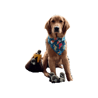 Golden Retriever Dinosaurs Sticker by Geekster Pets