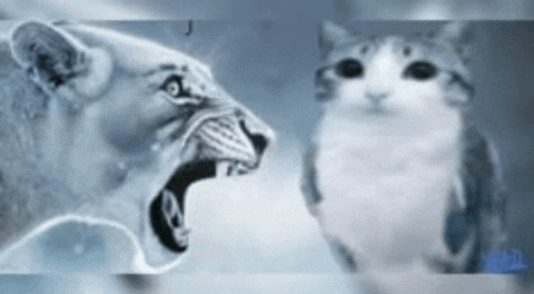 Lion Gang GIF