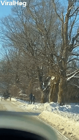 Horse Pulls Skiers Down The Street GIF by ViralHog