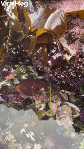 Scuttling Octopus Camouflages in Tide Pool