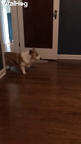 Quirky Corgi Slowly Backs Out of Room